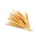 Экстракт Зародыши пшеницы (масляный)