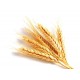 Экстракт Зародыши пшеницы (масляный)