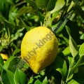 Гидролат Лимона