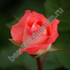Сухоцвет Роза красная (лепестки)