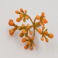 Зелень Соцветие карисса оранж