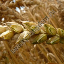Протеины пшеницы