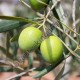 Силикон оливковый (растительный) 